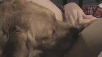 Braided-haired student bangs a canine initially