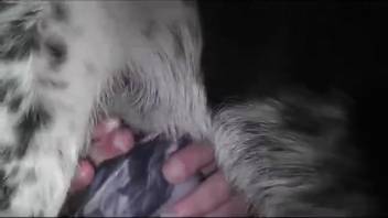 Aroused man forcing one beast to screw another beast